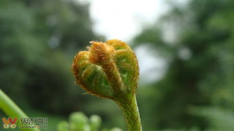嫩草蜜桃嫩草：揭秘植物界的“软黄金”，你了解多少？