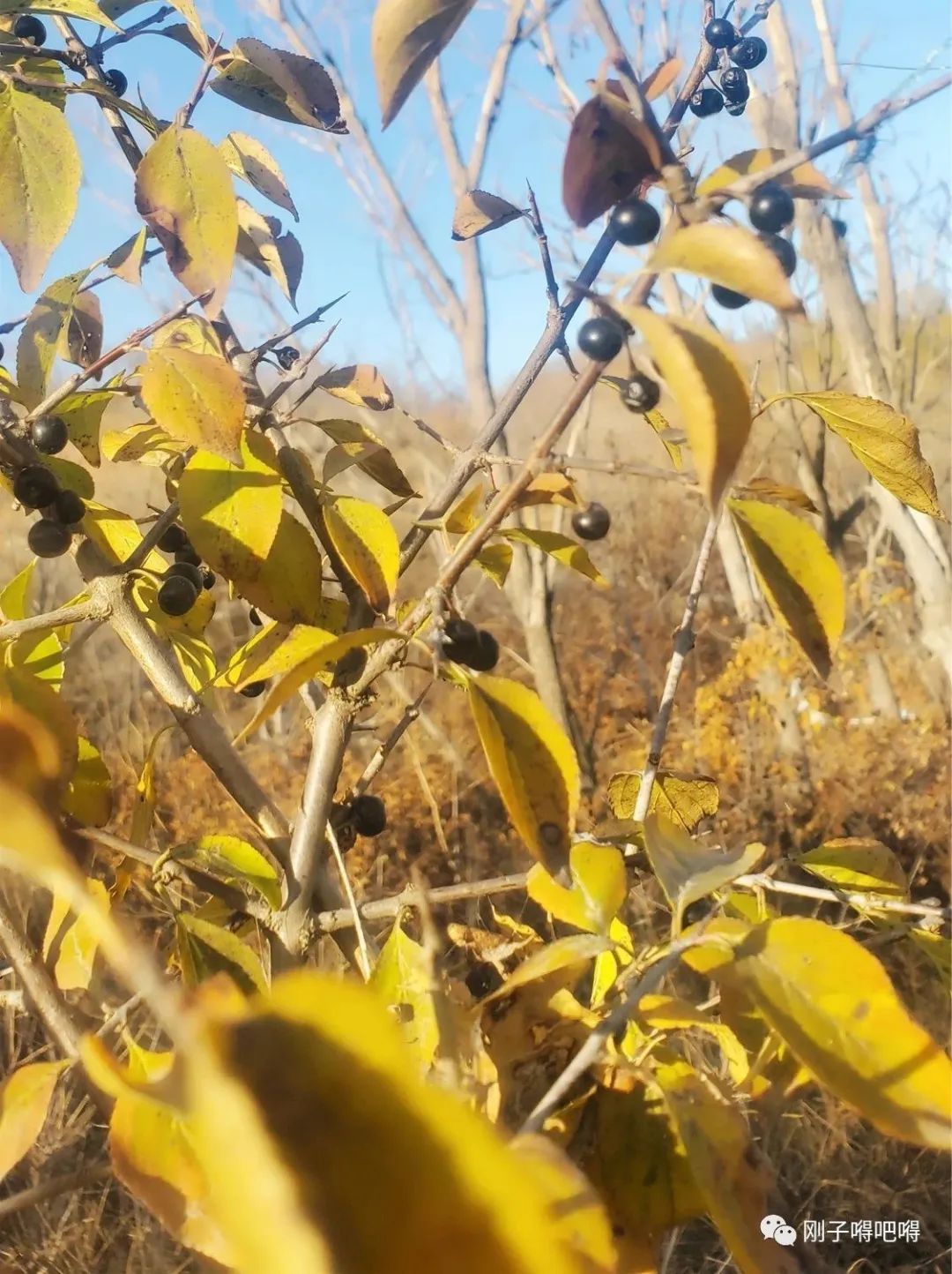 目前农村种什么最赚钱,农村创业种植项目大全,种什么最赚钱农村