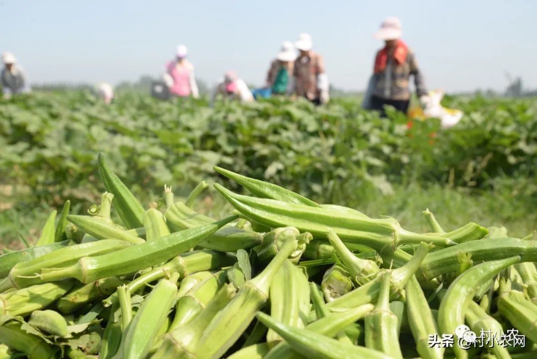 现在农村种什么最挣钱,种植比较有前景的项目,农村种什么最挣钱