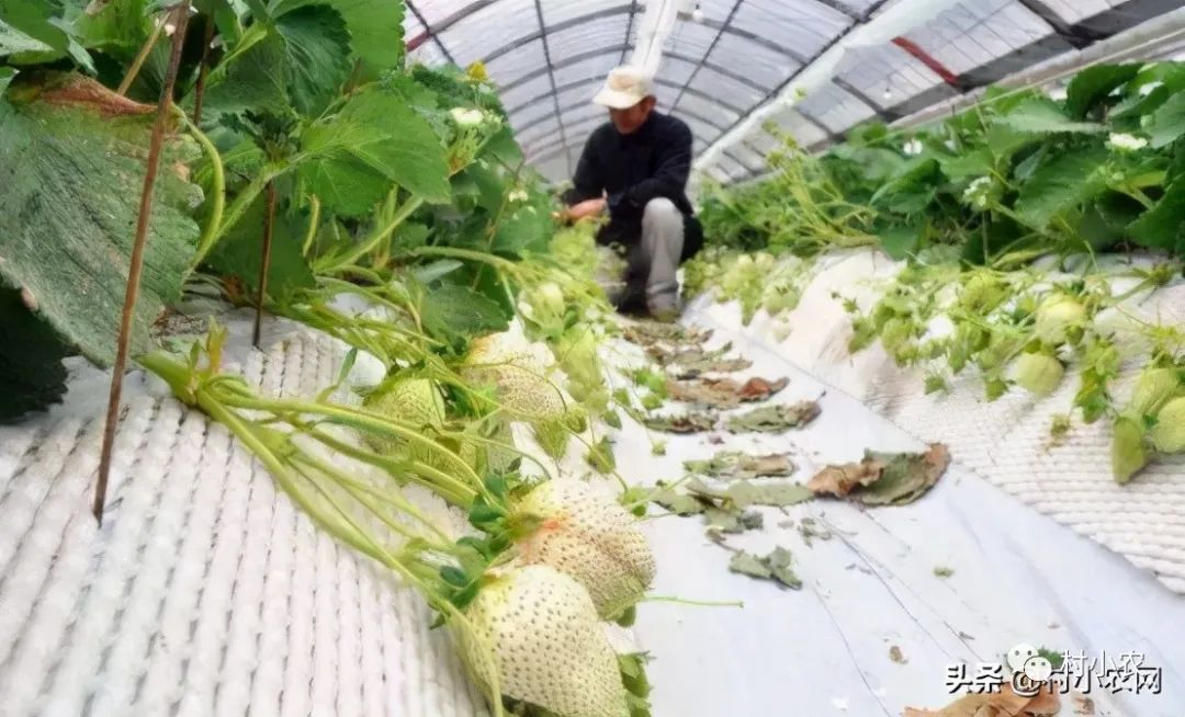 现在农村种什么最挣钱,种植比较有前景的项目,农村种什么最挣钱