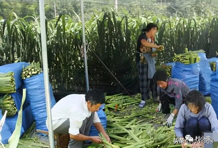 现在农村种什么最挣钱,种植比较有前景的项目,农村种什么最挣钱