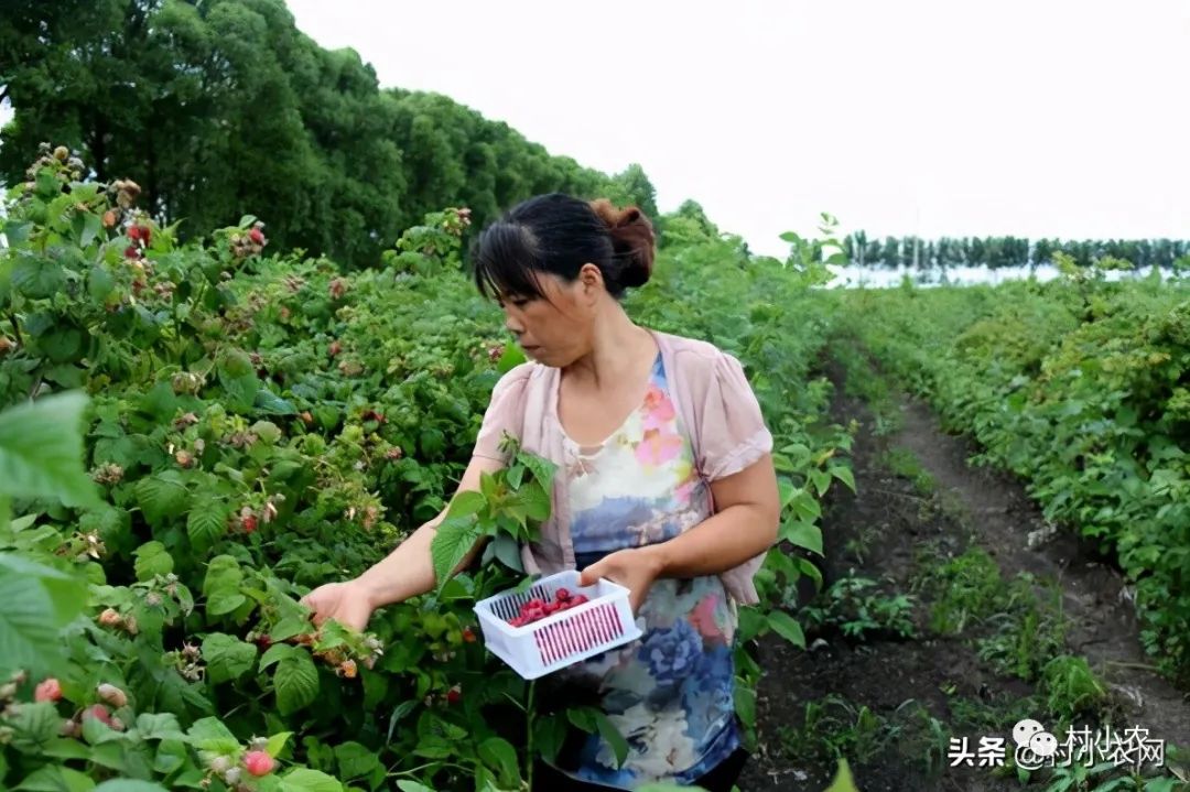 现在农村种什么最挣钱,种植比较有前景的项目,农村种什么最挣钱