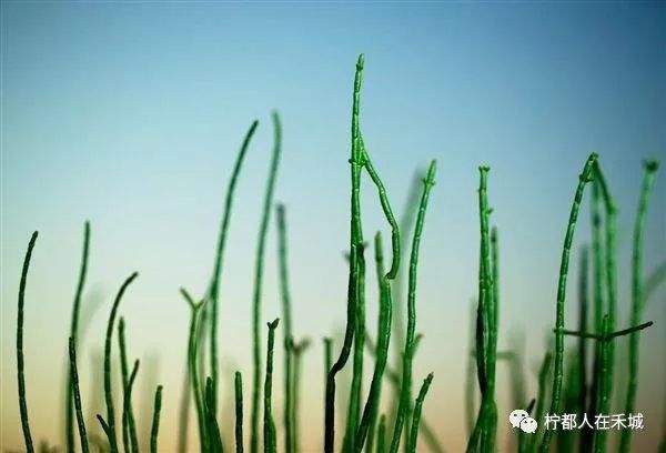 蚂蚁森林能量产生明细在哪里看,据说蚂蚁森林暴露消费记录,蚂蚁森林能量产生明细