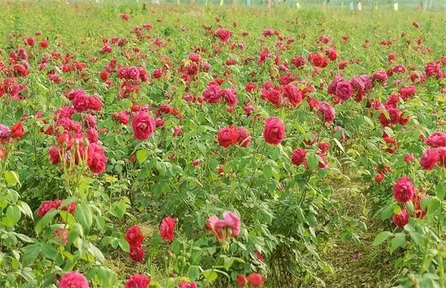 推荐5个农村种植致富好项目,适合农村家庭致富项目推荐,种植致富好项目