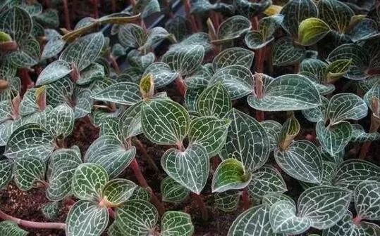 农业种植致富项目,推荐7个农村种植致富好项目,致富项目种植