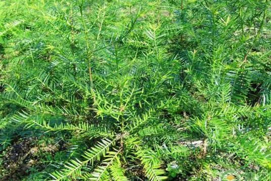农业种植致富项目,推荐7个农村种植致富好项目,致富项目种植