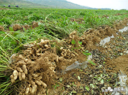 现在行情干什么能赚钱,月入2万的10个小生意,干什么能赚钱