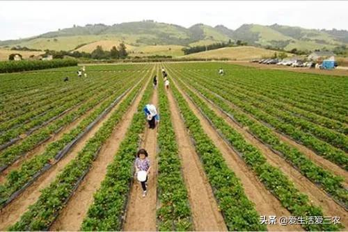 种植业致富项目钱前景好,室内致富项目大全,种植业致富项目