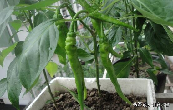现在种植什么好卖,分享农村最有潜力种植项目,种植什么好