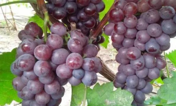 2021年农村种植好项目,种植最有潜力的5个项目,农村种植好项目