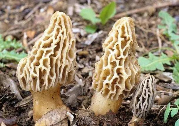2021年农村种植好项目,种植最有潜力的5个项目,农村种植好项目