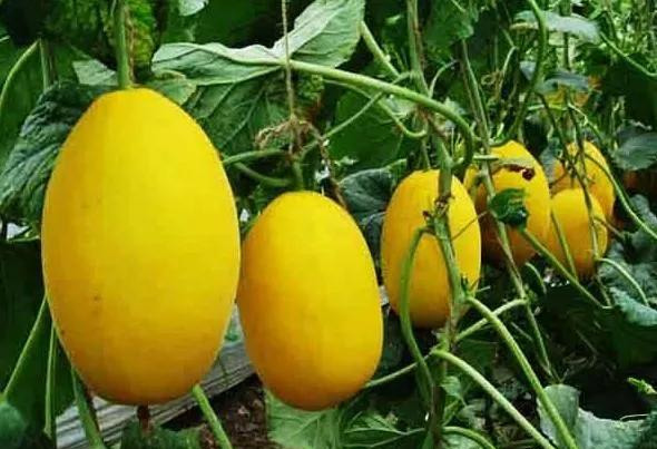 2021年农村种植好项目,种植最有潜力的5个项目,农村种植好项目