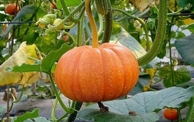 2021年农村种植好项目,种植最有潜力的5个项目,农村种植好项目