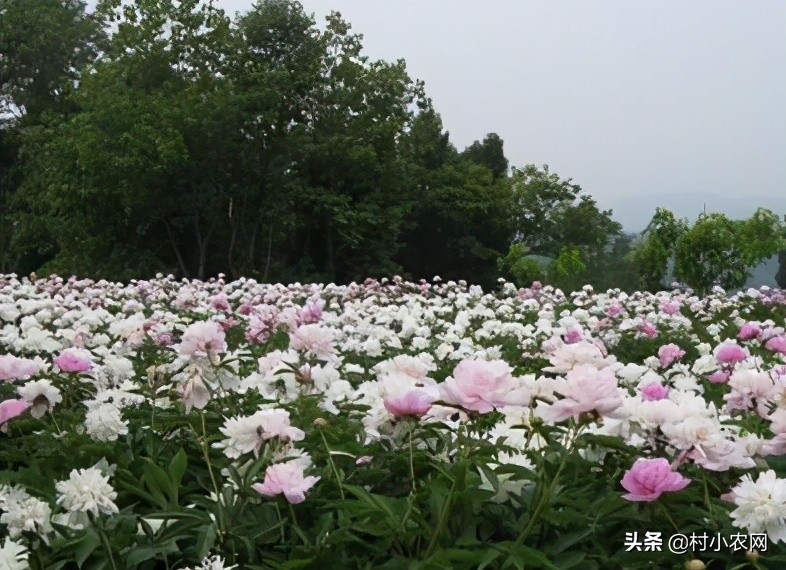 在农村如何致富赚钱,没本钱月入2万的12个小生意,在农村如何致富