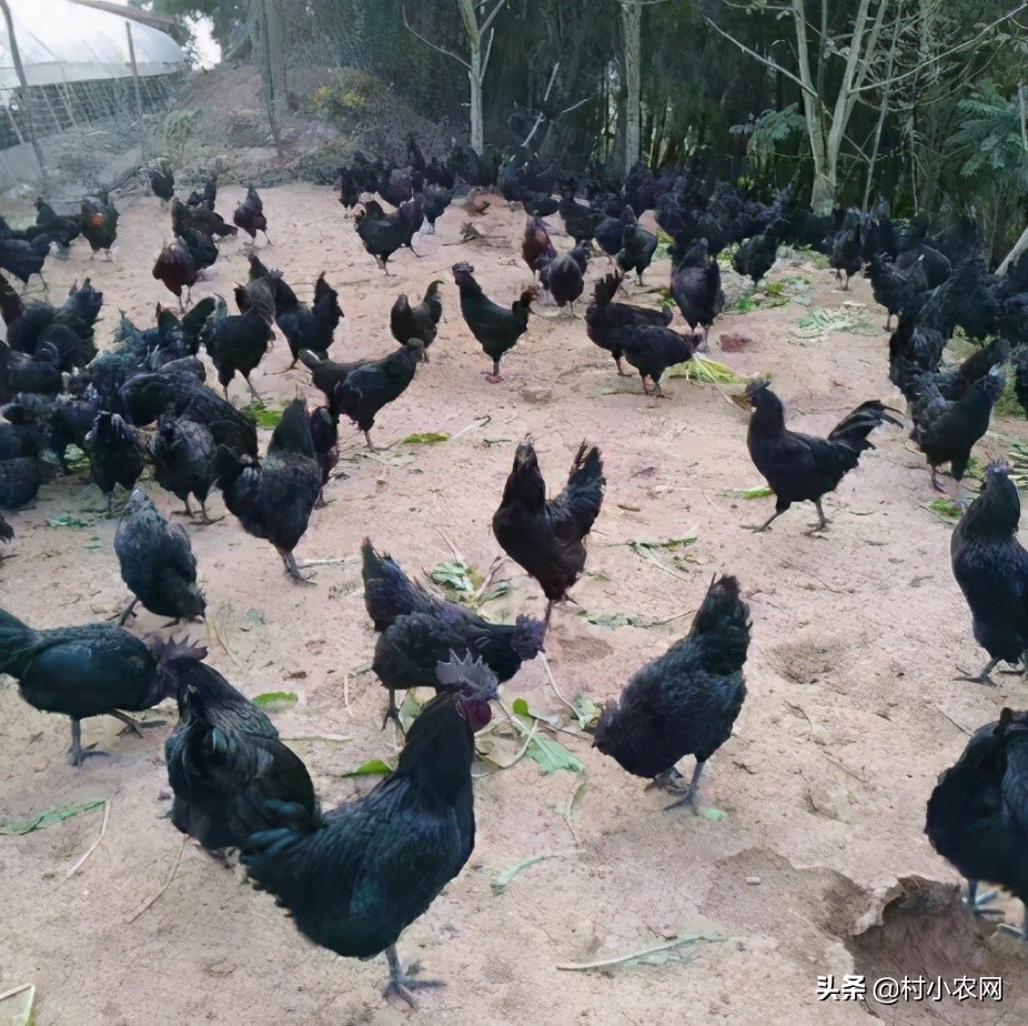 在农村如何致富赚钱,没本钱月入2万的12个小生意,在农村如何致富