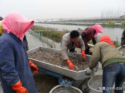 在农村如何致富赚钱,没本钱月入2万的12个小生意,在农村如何致富