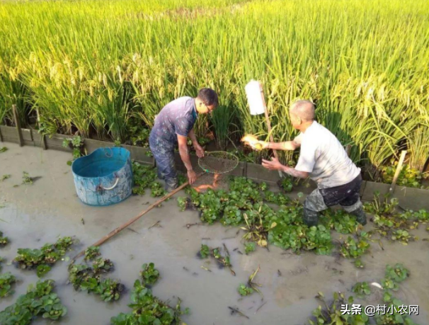 在农村如何致富赚钱,没本钱月入2万的12个小生意,在农村如何致富