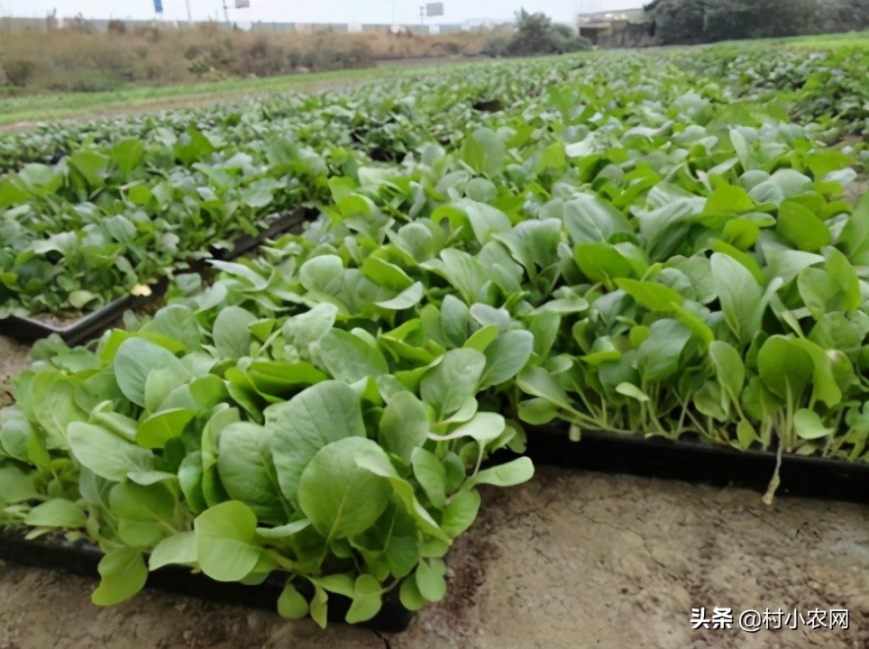 农村快速致富项目,6个最新农业种植好项目,致富项目农村