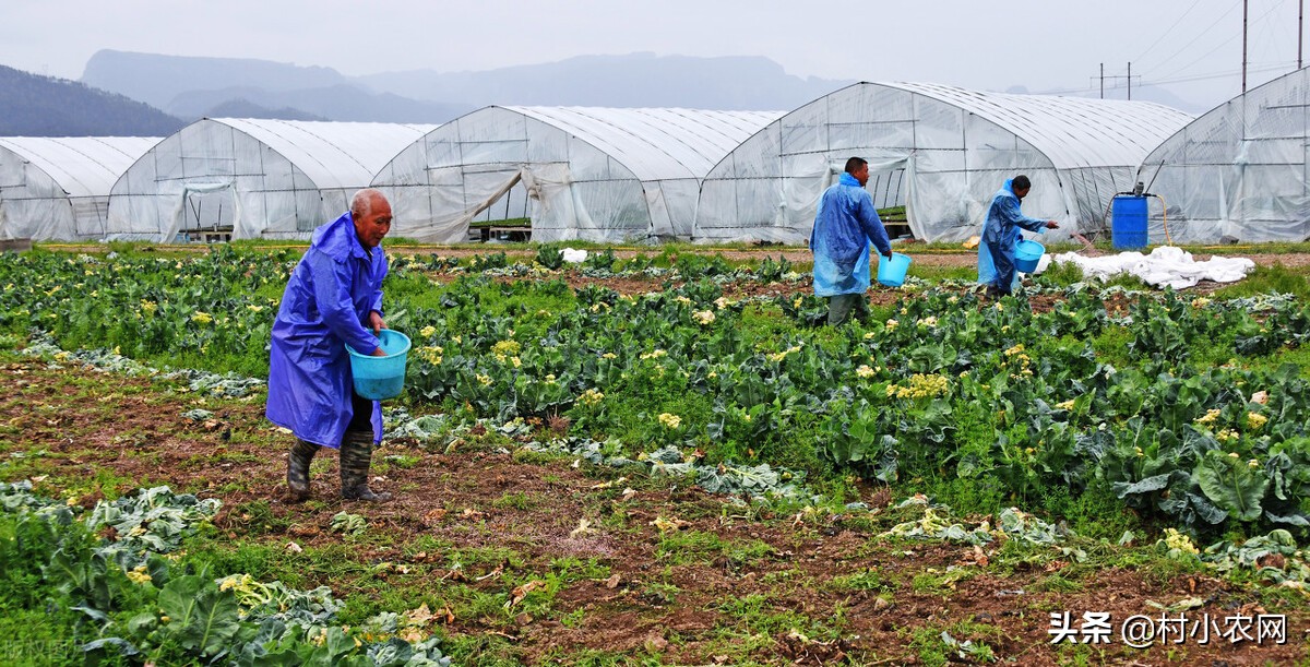 农村快速致富项目,6个最新农业种植好项目,致富项目农村