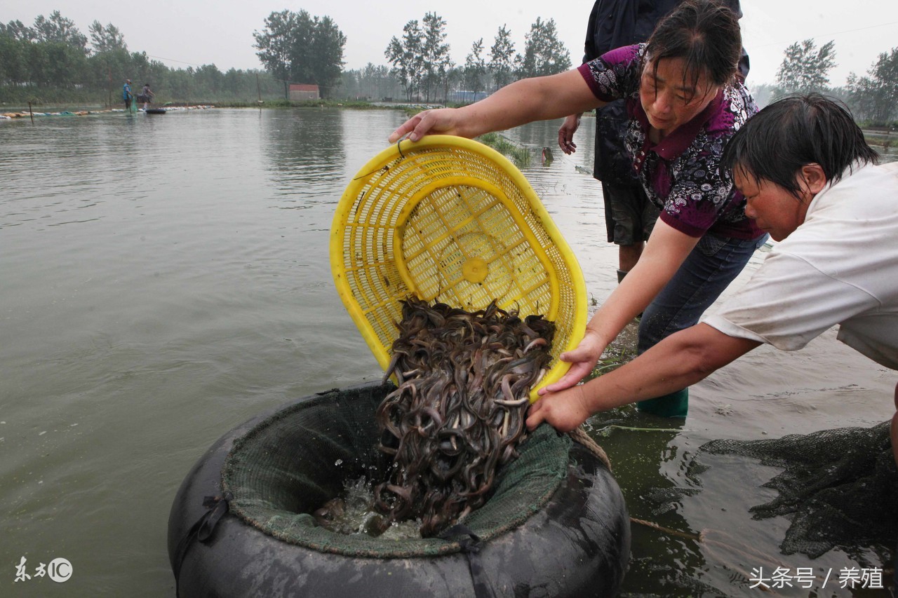 泥鳅养殖技术方法大全,讲解养殖泥鳅的前景和风险,泥鳅养殖技术大全