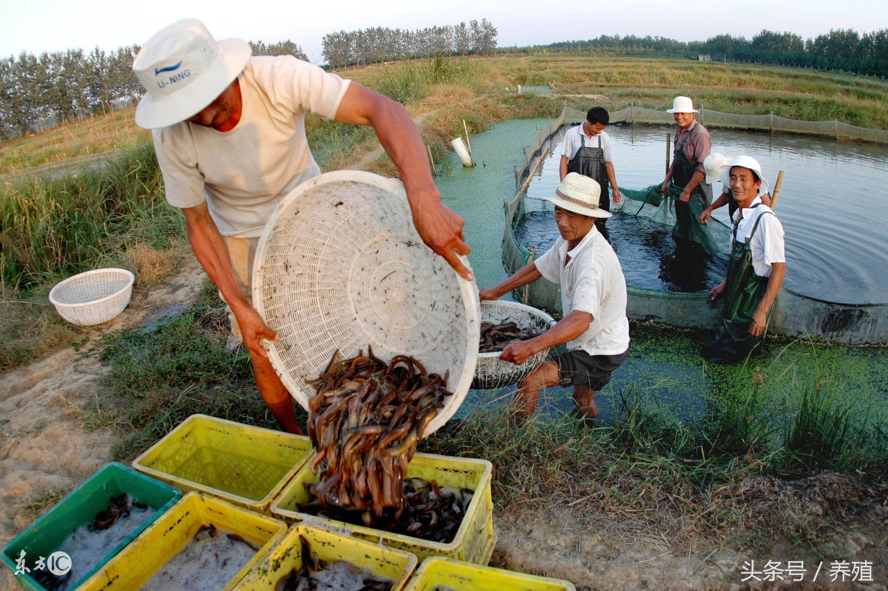 泥鳅养殖技术方法大全,讲解养殖泥鳅的前景和风险,泥鳅养殖技术大全