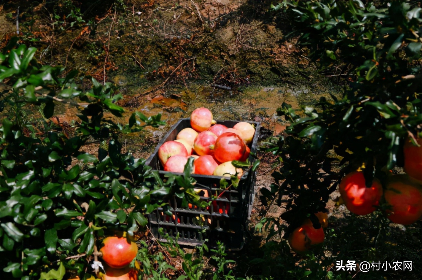 2021年种植什么最赚钱,目前最有前景的种植业,种植什么最赚钱