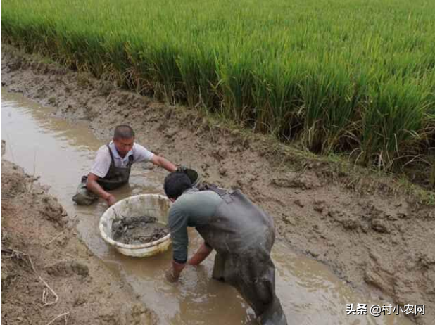 养什么赚钱快成本低,适合年轻人的养殖项目介绍,养什么赚钱