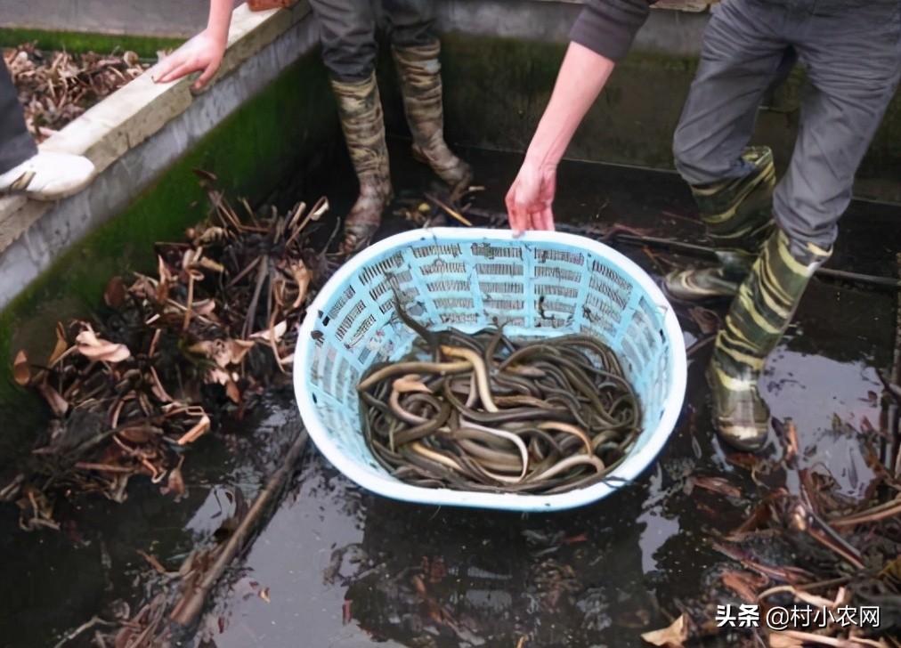 养什么赚钱快成本低,适合年轻人的养殖项目介绍,养什么赚钱