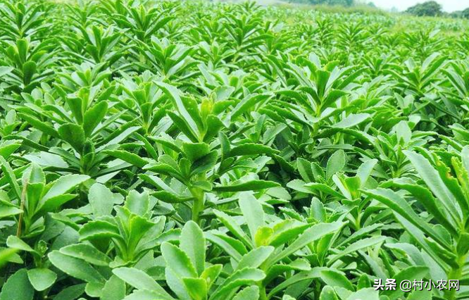 农村种植创业项目有哪些,投资小挣钱快的12个项目推荐,农村种植创业项目