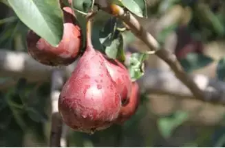 农村种植什么水果最赚钱,水果种植业排行榜,种植什么水果最赚钱