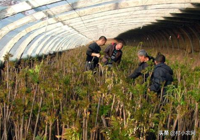 哪里有好致富项目投资,8个致富项目方法介绍,有好致富项目