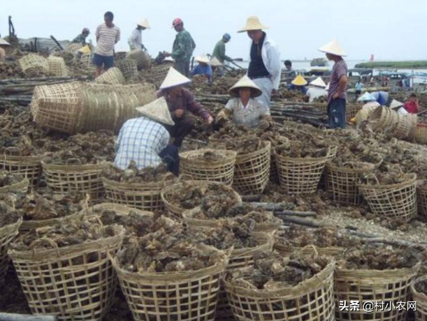 哪里有好致富项目投资,8个致富项目方法介绍,有好致富项目