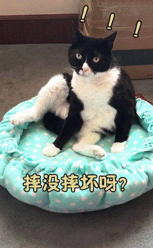 宠物食品广告语大全,狗粮销售话术分享篇,宠物食品广告语