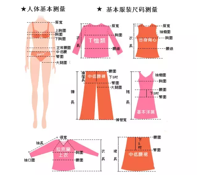 女孩2尺一的腰围是多少厘米,女性标准体重腰围表分享,2尺一的腰围是多少厘米