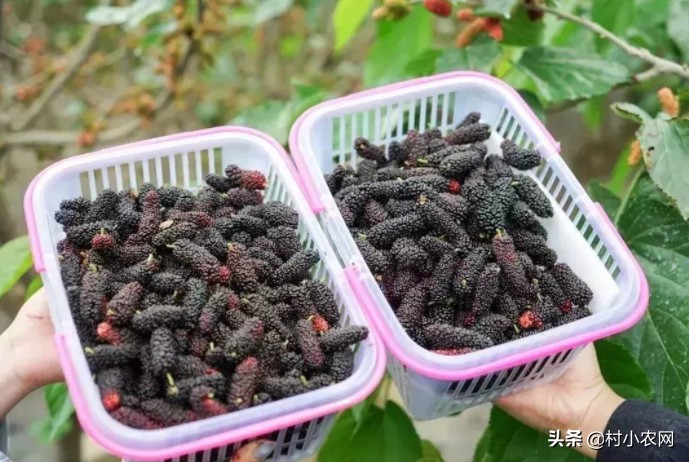 农村赚钱生意项目大全,白手起家做什么生意好,农村赚钱生意