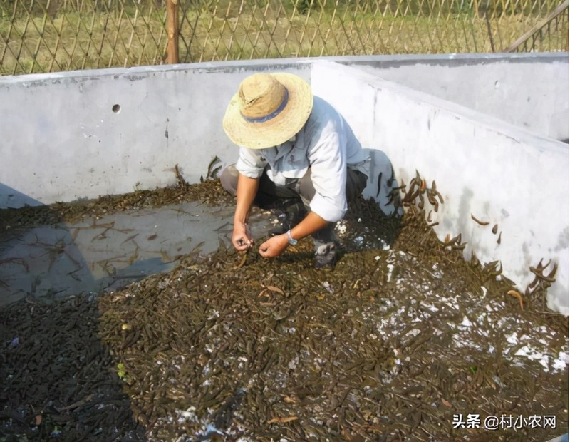 农村最新致富项目投资,投资少又赚钱的6个项目,农村最新致富项目