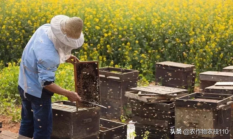 农村项目有哪些,农村最冷门的暴利行业,农村项目