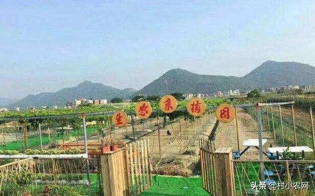 适合农村家庭致富项目,2021年前景最好的6个项目,农村家庭致富项目