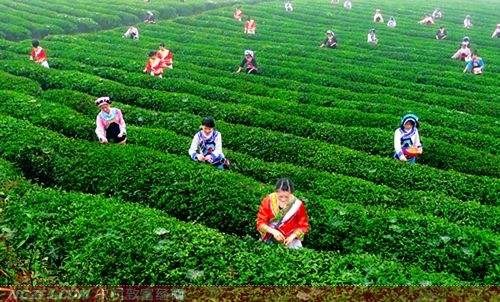 淘宝茶叶代理需要什么条件,开茶叶网店的技巧,淘宝茶叶代理