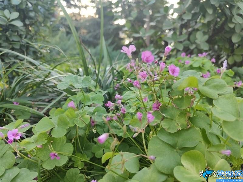 一加9rt怎么样值得入手么,全能的直屏机皇,一加9RT评测